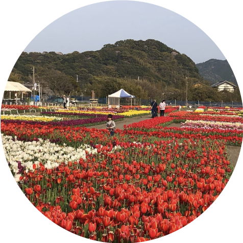 チューリップまつり